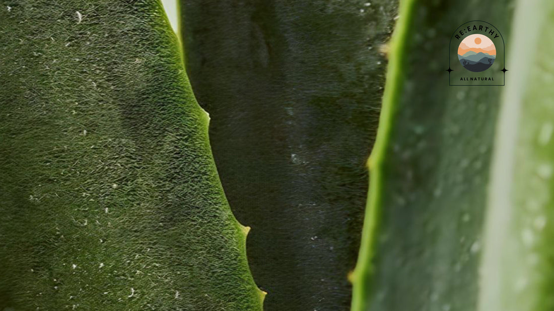 Natural Hydration Rituals with Aloe Vera, Rose Water & Glycerin - ReEarthy
