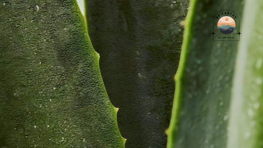 Natural Hydration Rituals with Aloe Vera, Rose Water & Glycerin - ReEarthy